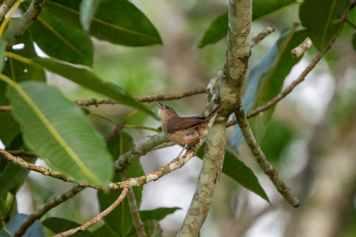Plain Thornbird - ML657340963
