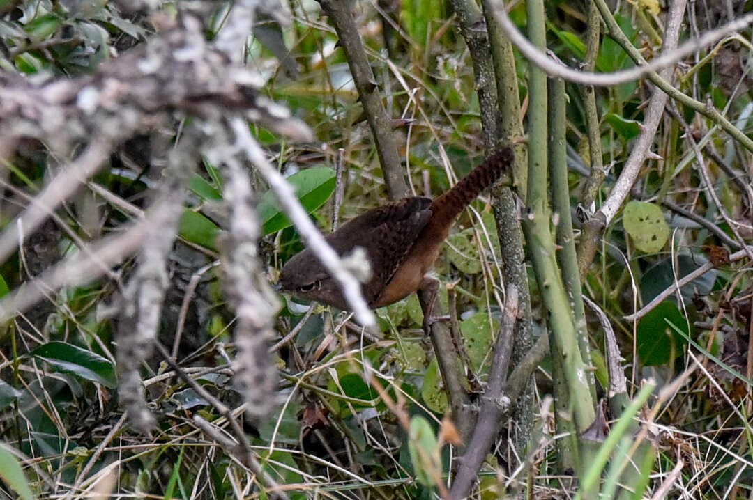 Southern House Wren - ML657340967