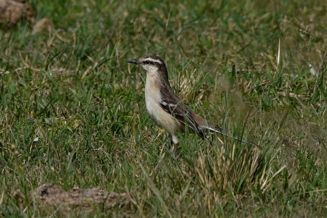 Chalk-browed Mockingbird - ML657340994