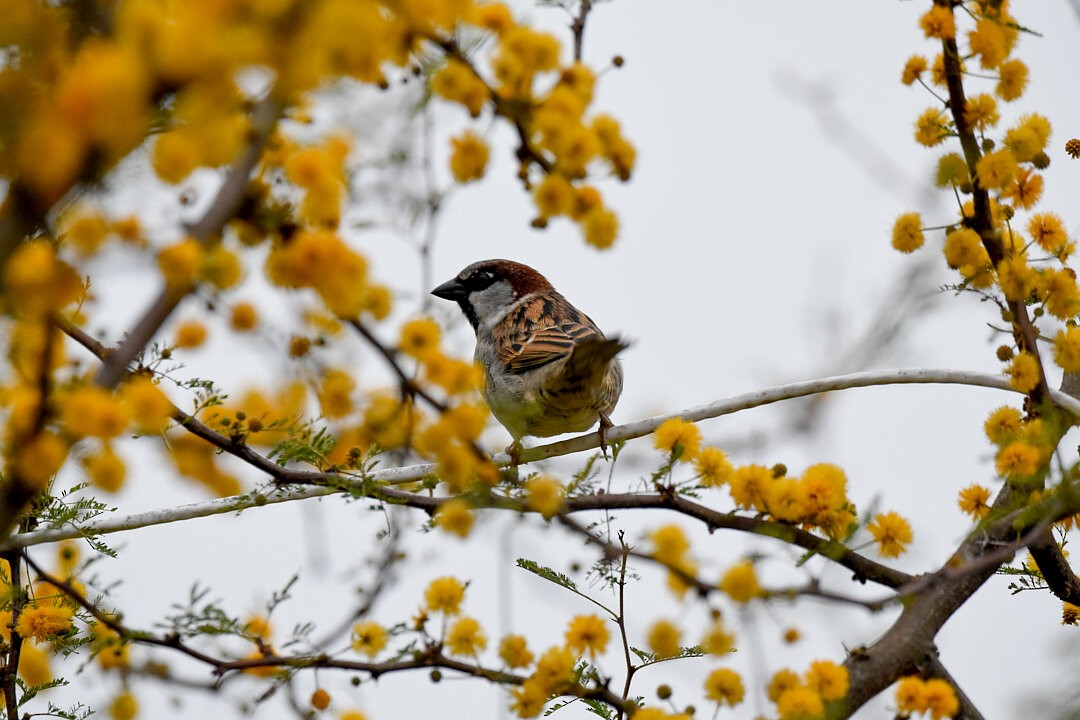 House Sparrow - ML657341055