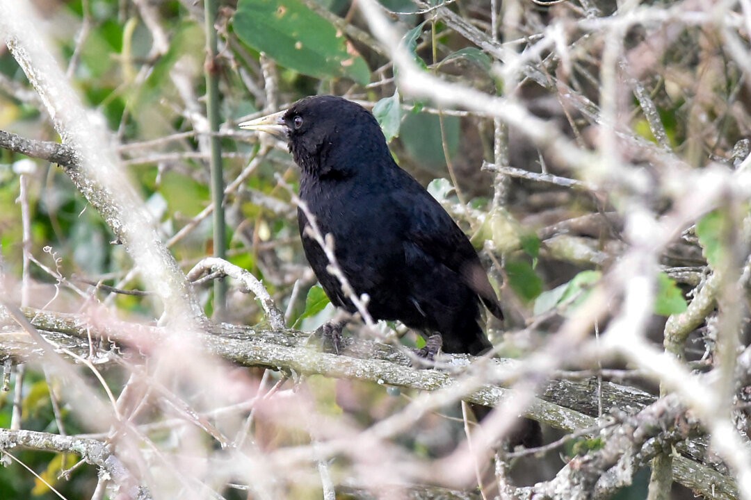 Solitary Black Cacique - ML657341072