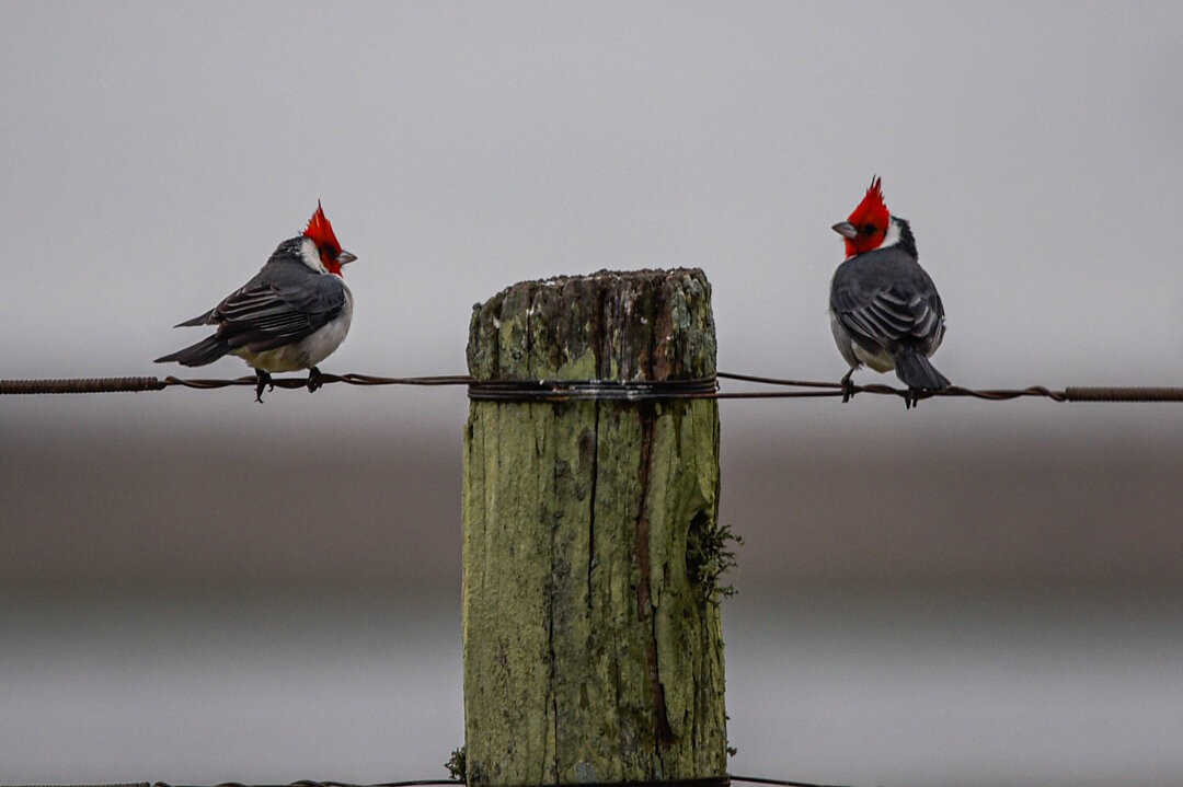 Red-crested Cardinal - ML657341099
