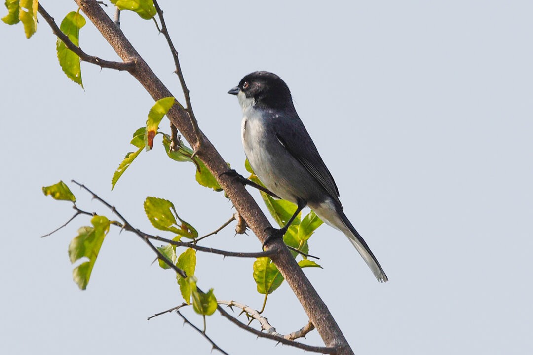 Black-capped Warbling Finch - ML657341127