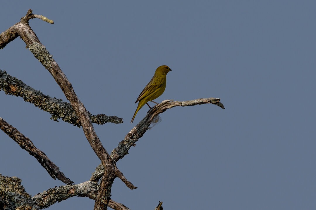 Saffron Finch - ML657341135