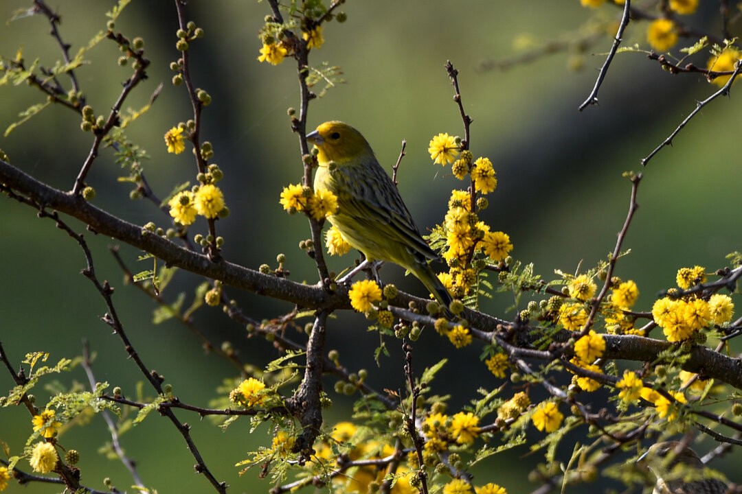 Saffron Finch - ML657341136