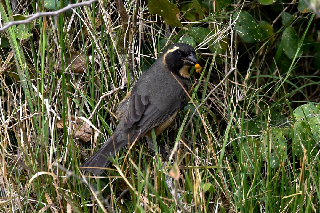 Golden-billed Saltator - ML657341145
