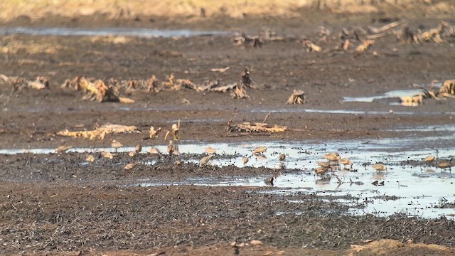 Short-billed Dowitcher - ML657341546