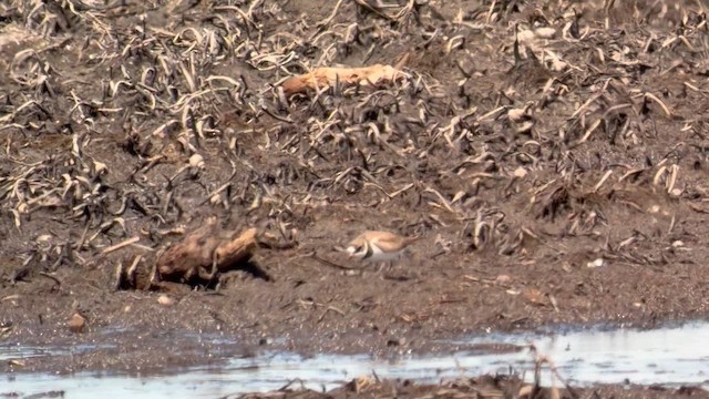 Semipalmated Plover - ML657341830