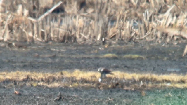 Peregrine Falcon - ML657341959