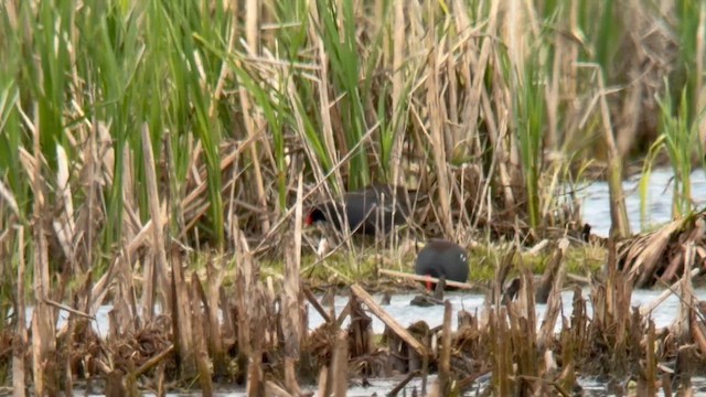 Common Gallinule - ML657342300
