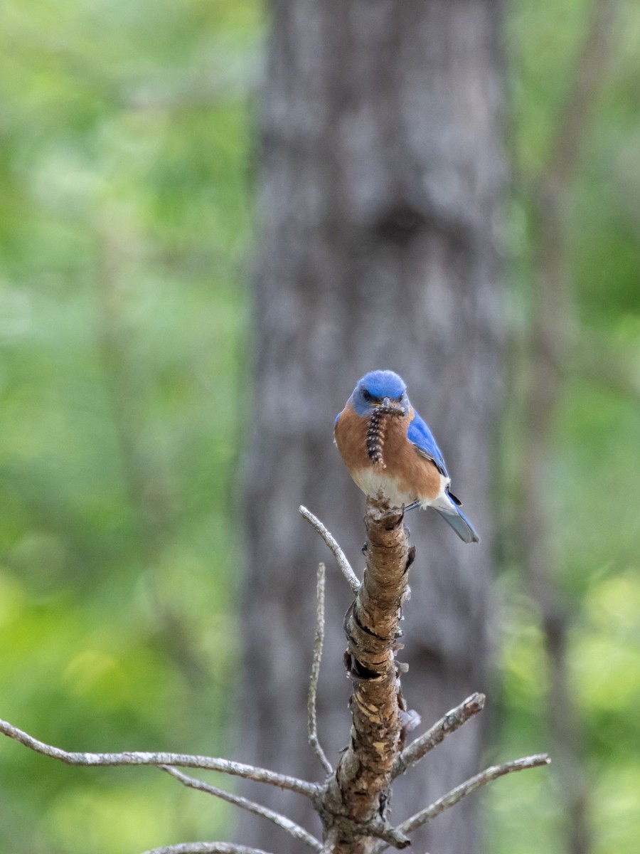 Eastern Bluebird - ML657342444