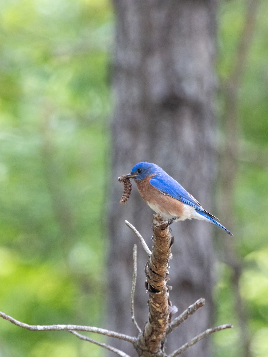 Eastern Bluebird - ML657342445