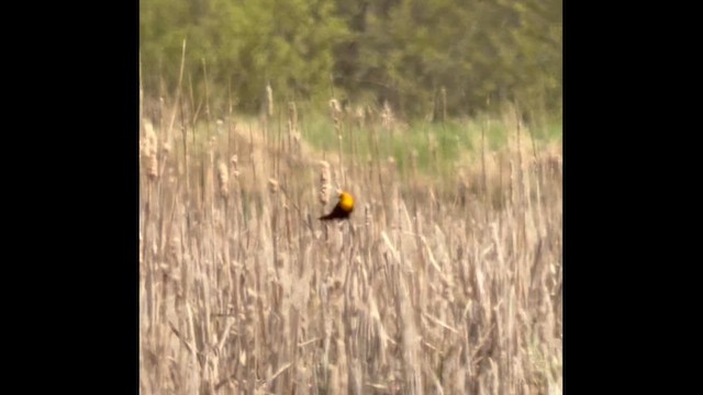 Yellow-headed Blackbird - ML657342491