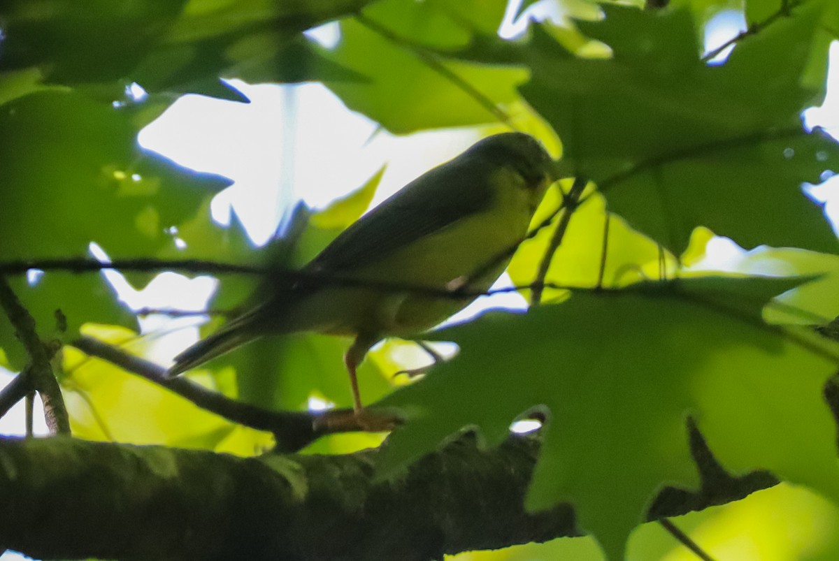 Canada Warbler - ML657343688