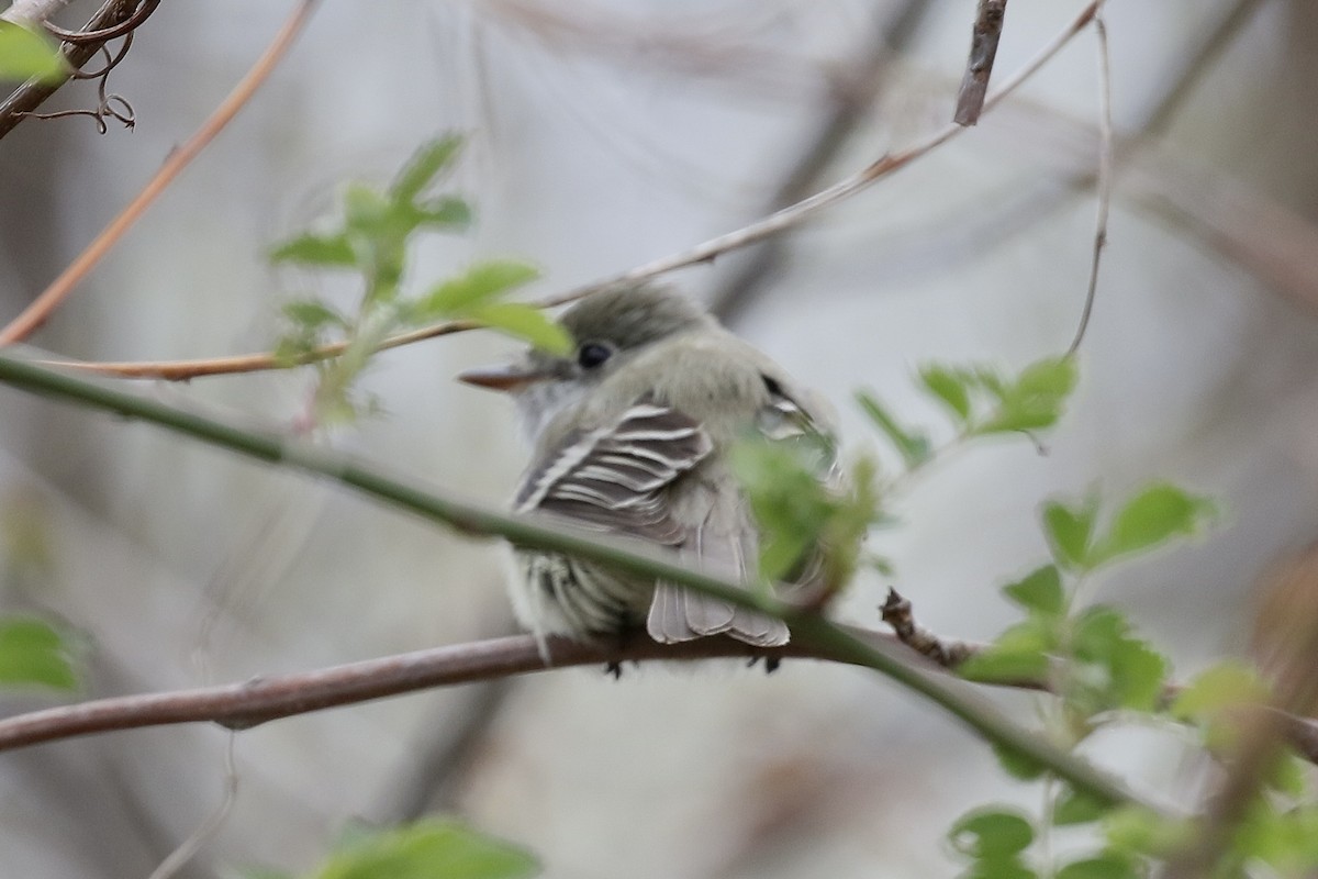 Empidonax sp. - ML657343800
