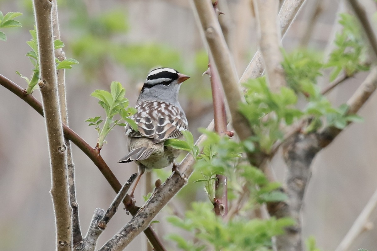 White-crowned Sparrow - ML657343848