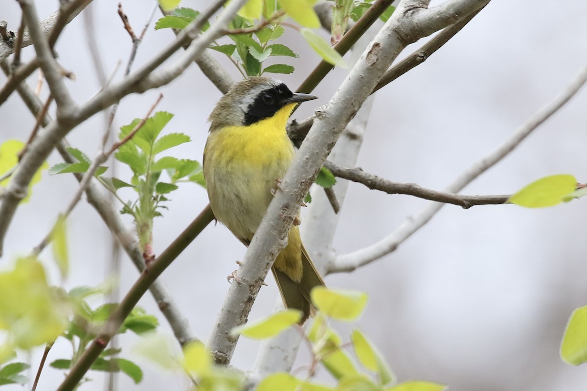 Common Yellowthroat - ML657343876
