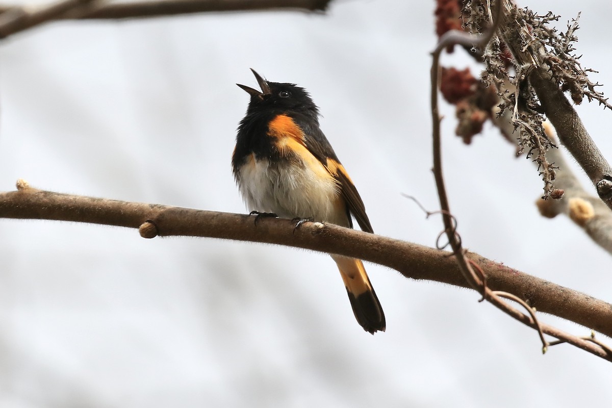 American Redstart - ML657343895