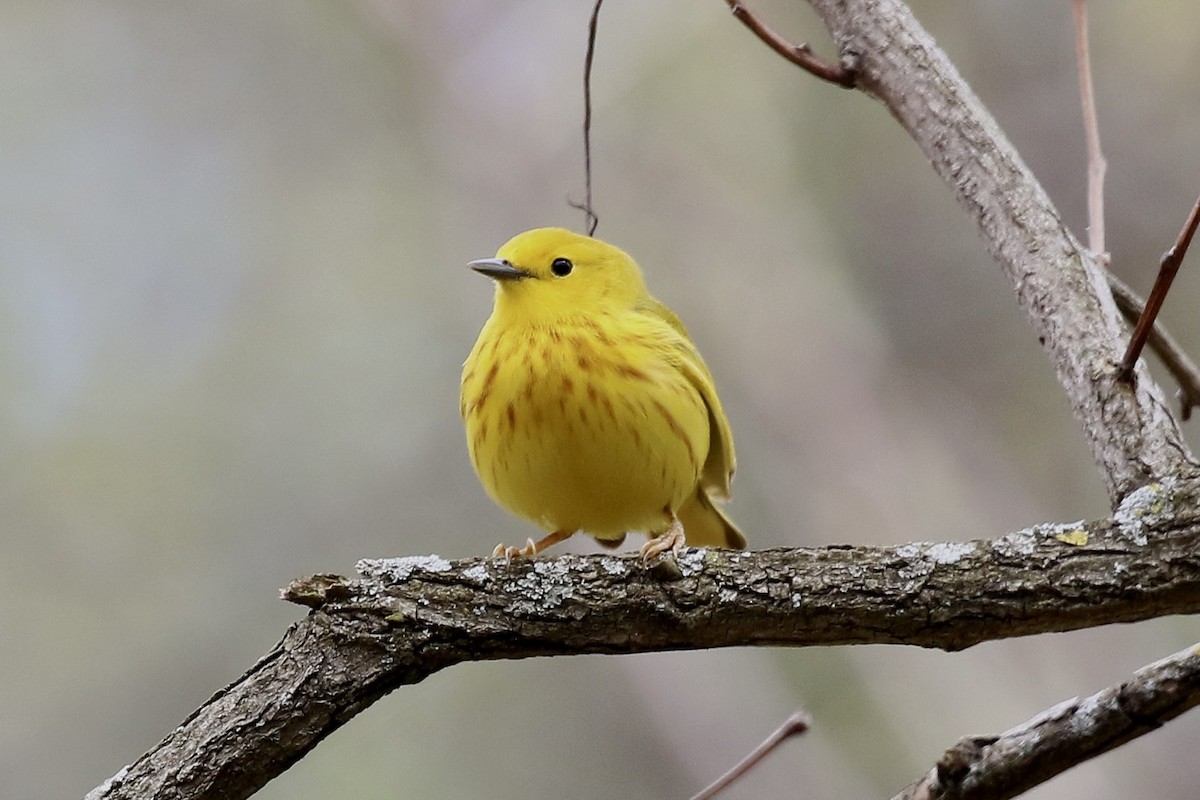 Northern Yellow Warbler - ML657343909