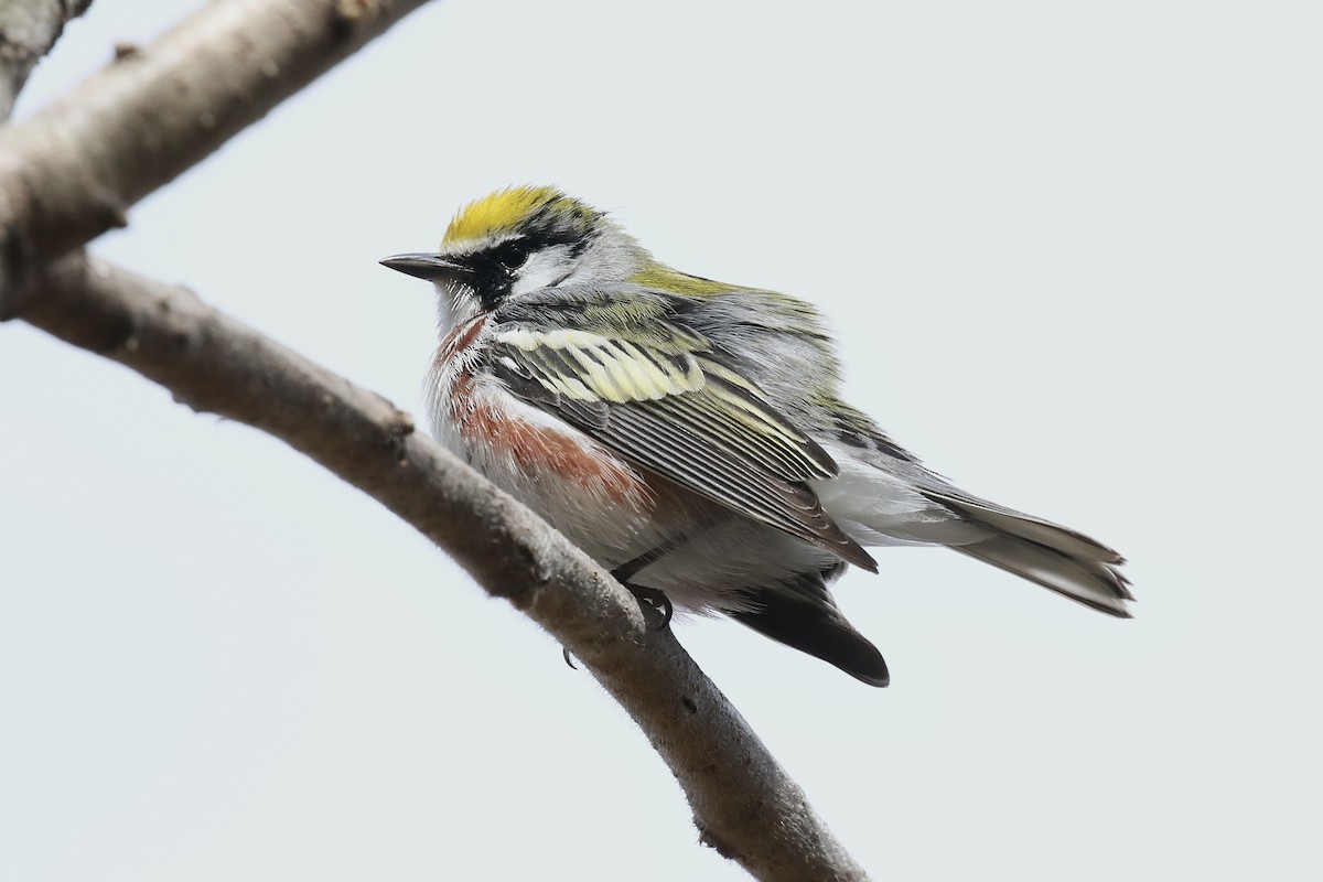 Chestnut-sided Warbler - ML657343926