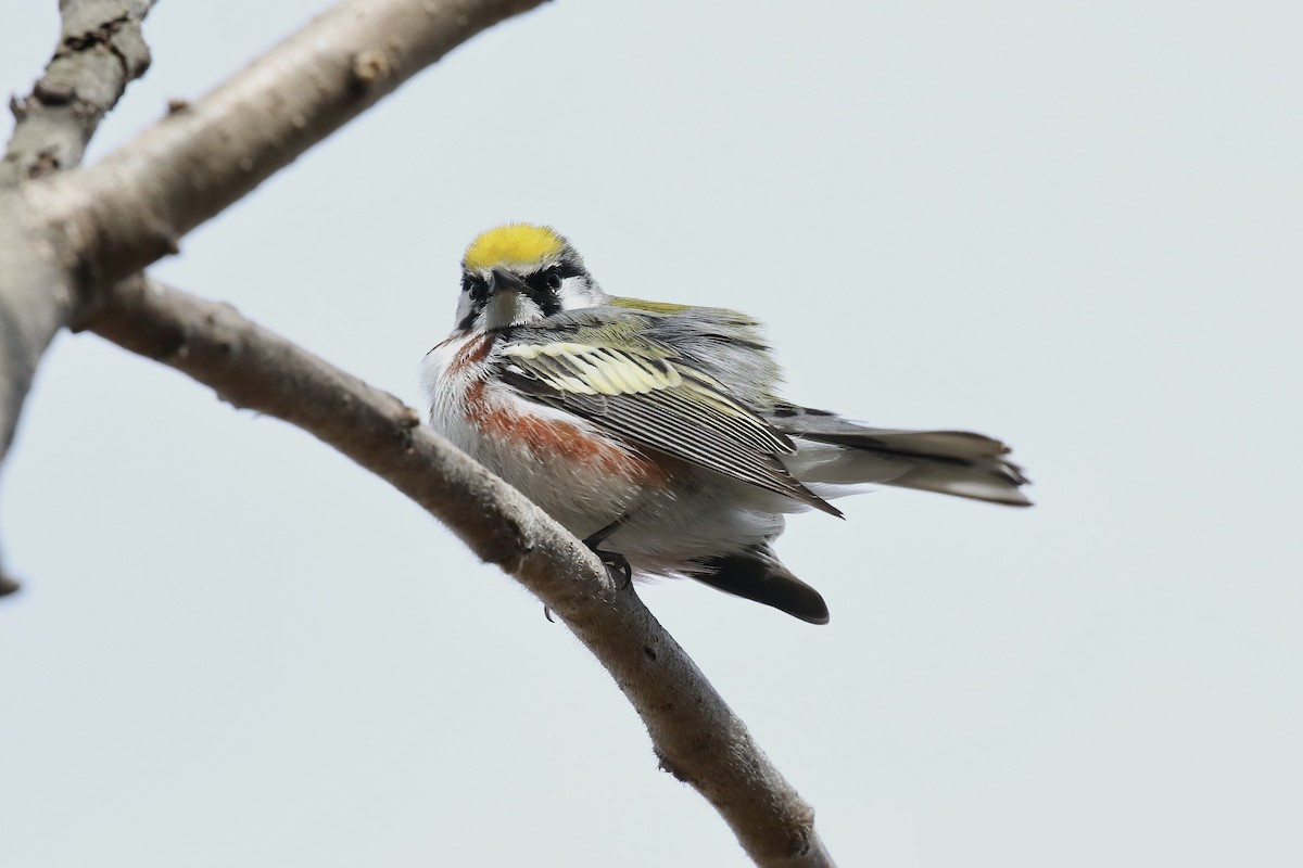 Chestnut-sided Warbler - ML657343927