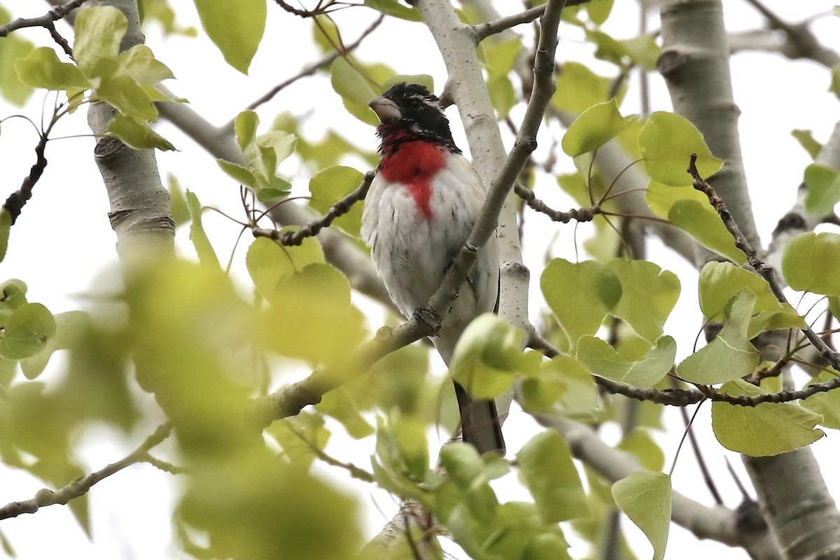 Rose-breasted Grosbeak - ML657343942