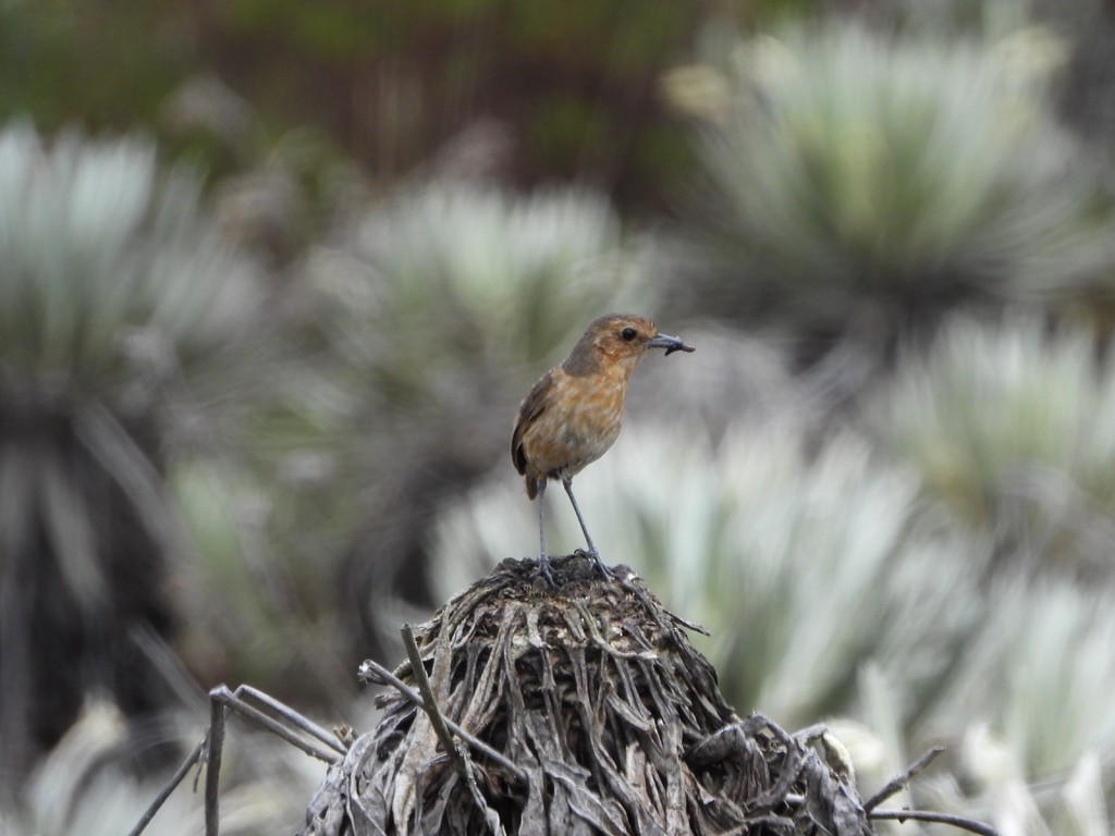 Boyaca Antpitta - ML657344672