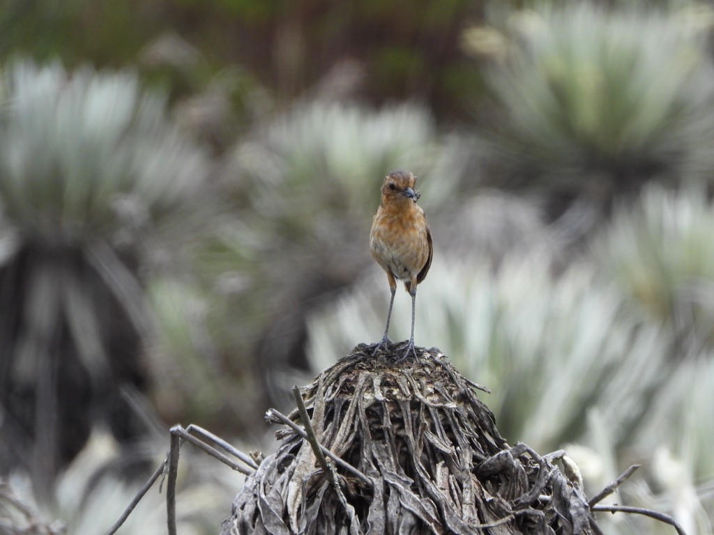 Boyaca Antpitta - ML657344673
