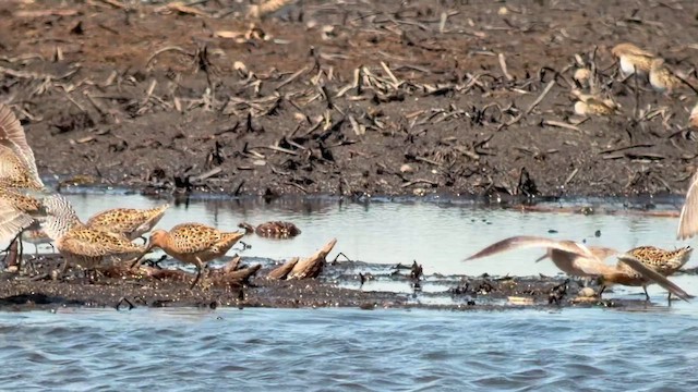 Short-billed Dowitcher - ML657347000