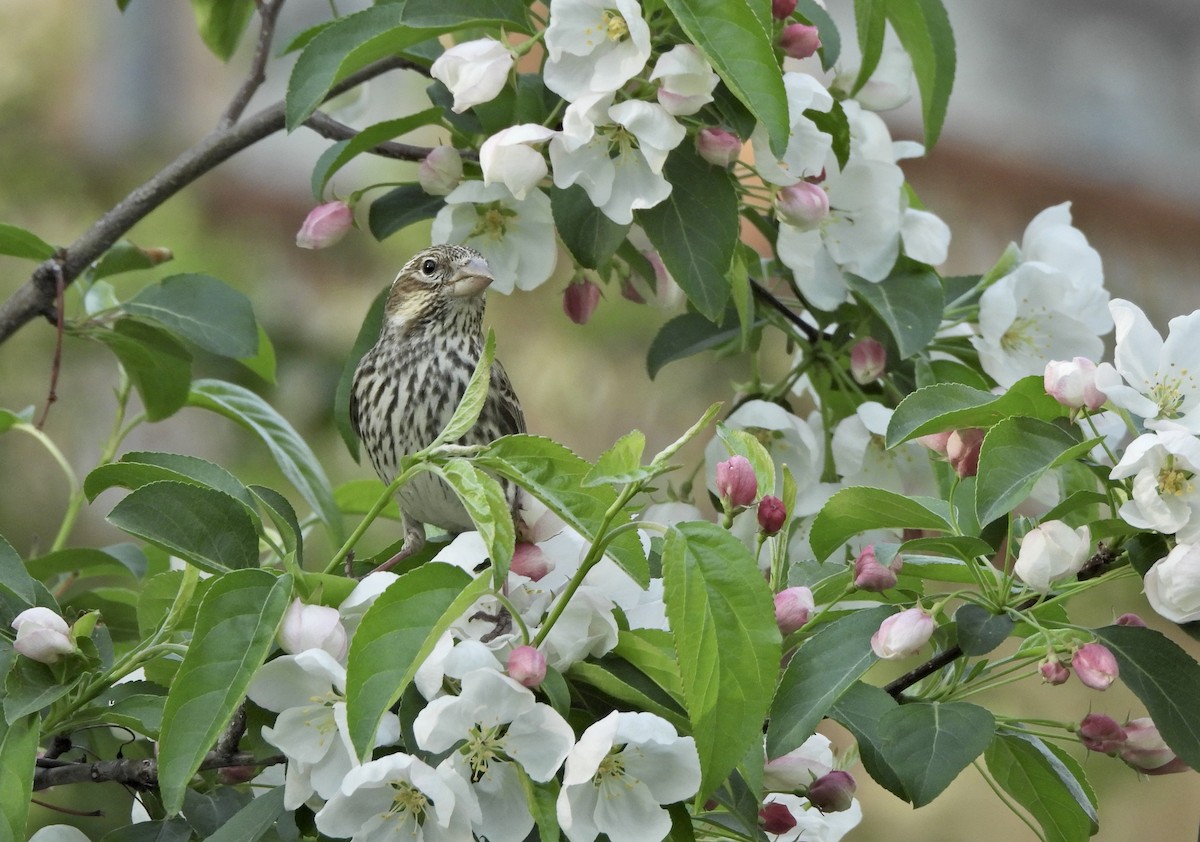 Cassin's Finch - ML657347008