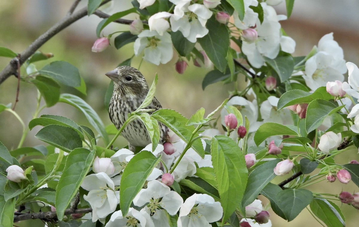 Cassin's Finch - ML657347009