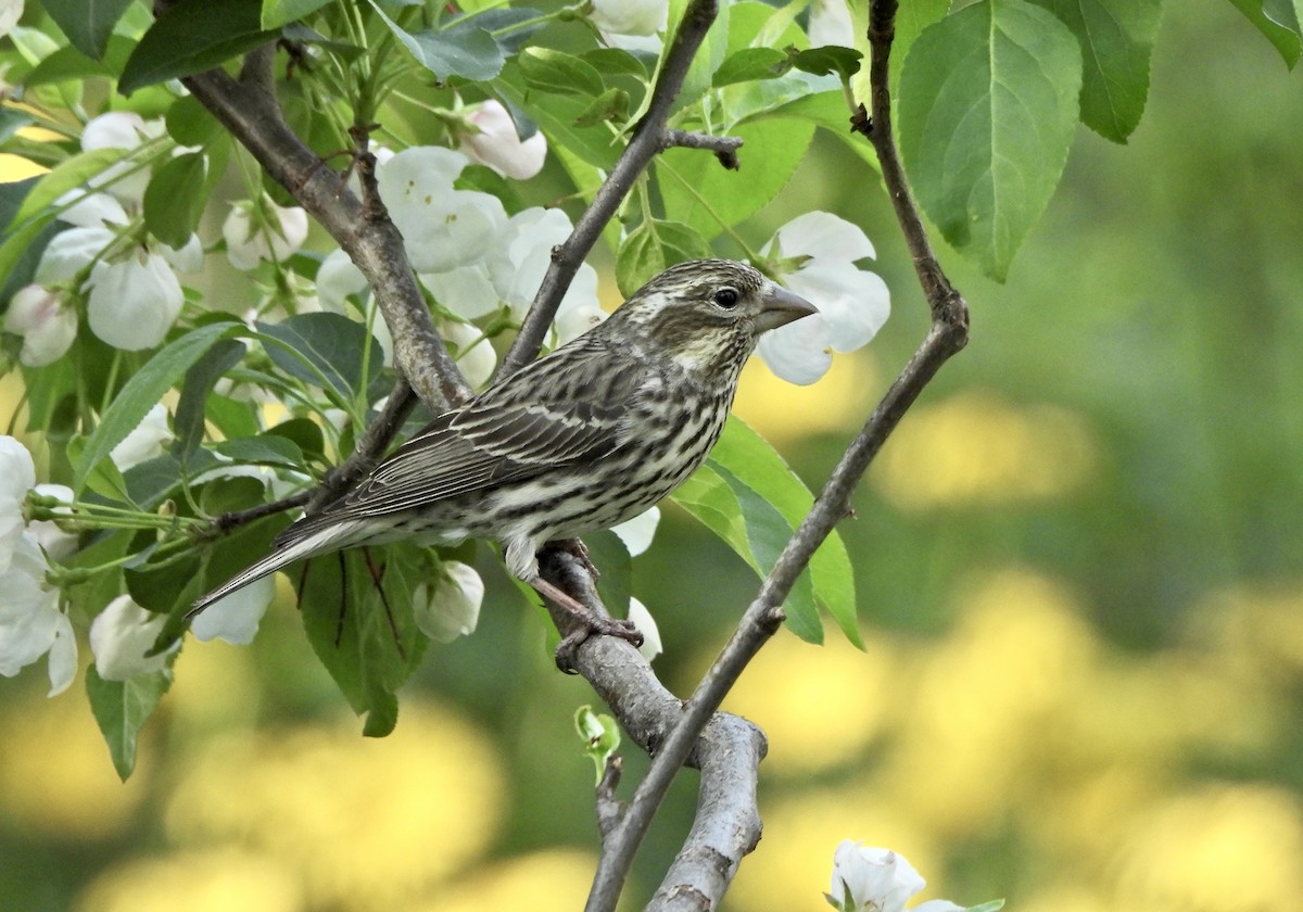 Cassin's Finch - ML657347010
