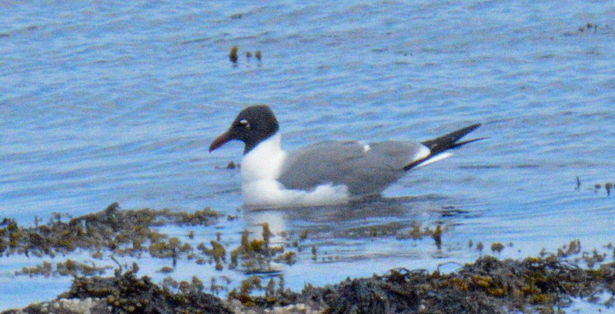Laughing Gull - ML657347849