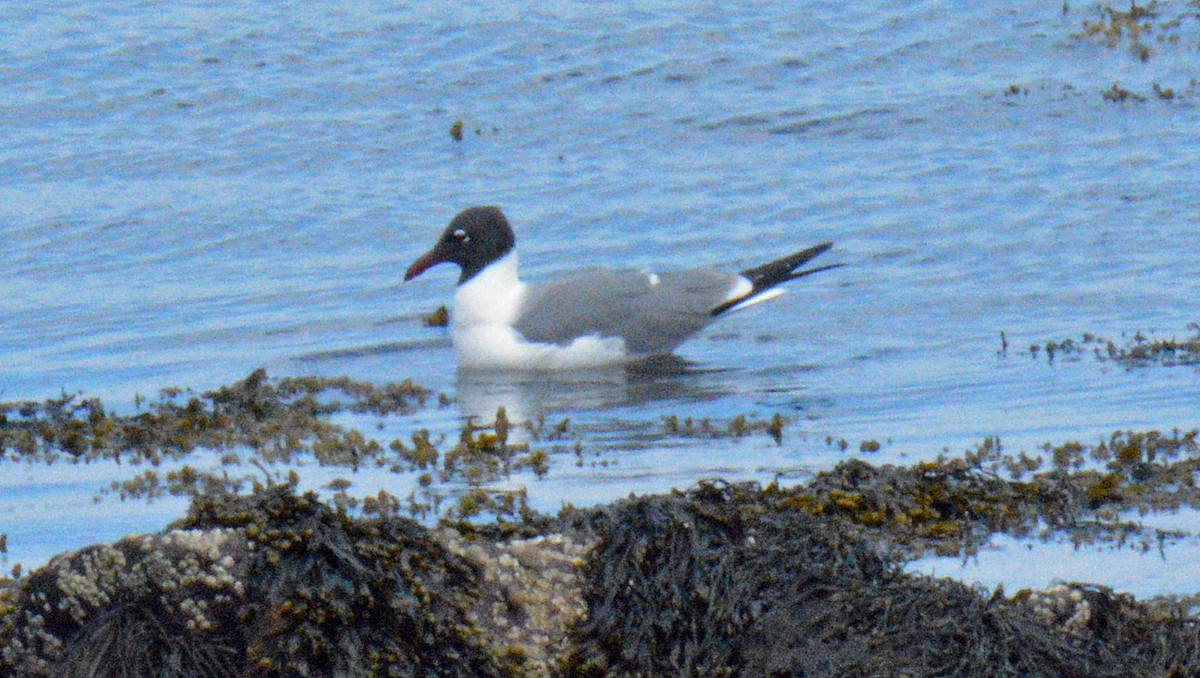 Laughing Gull - ML657347850