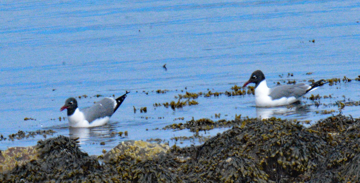 Laughing Gull - ML657347851