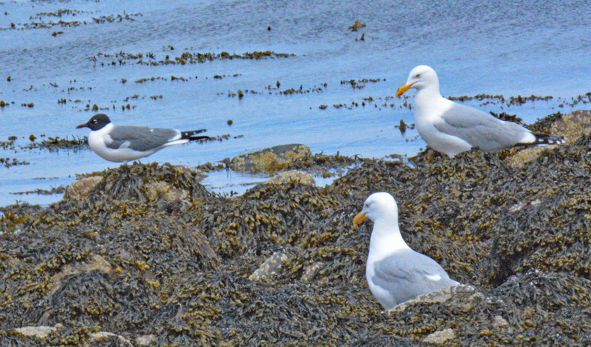 Laughing Gull - ML657347852