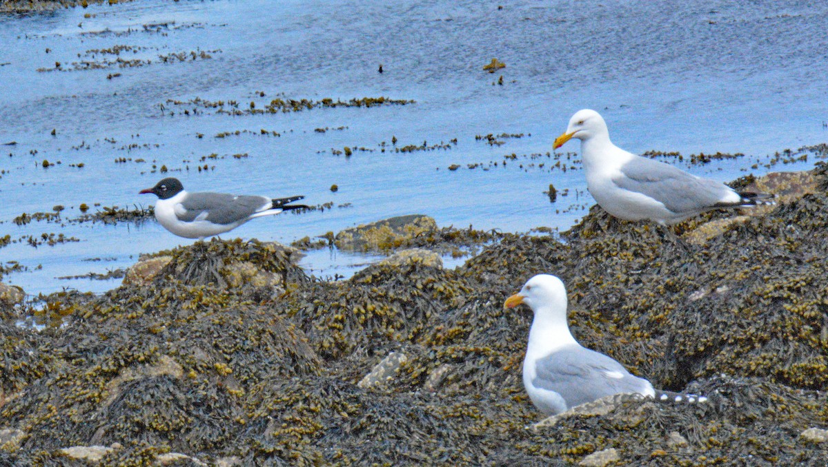 Laughing Gull - ML657347853
