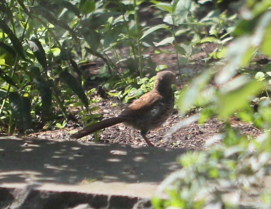 Brown Thrasher - ML65734791