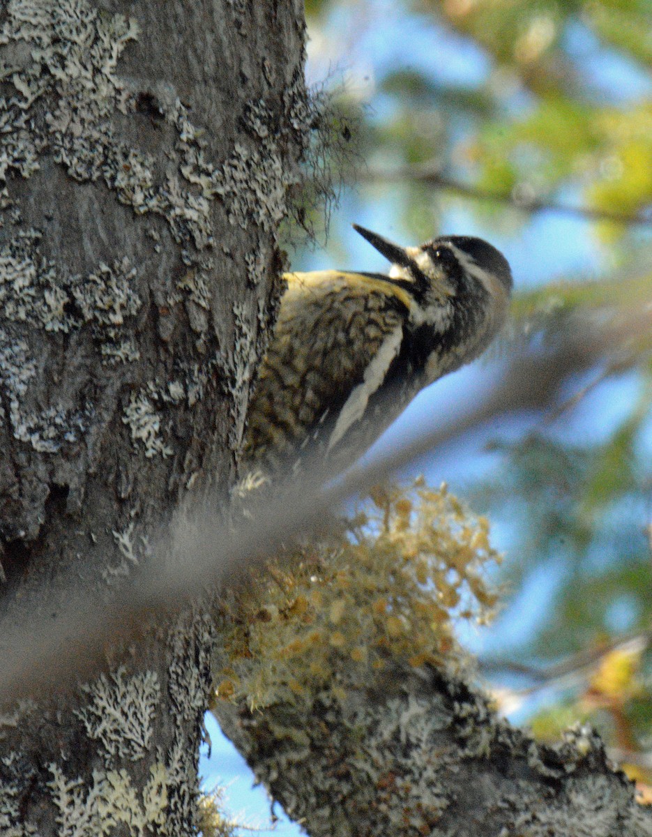 Yellow-bellied Sapsucker - ML657349050