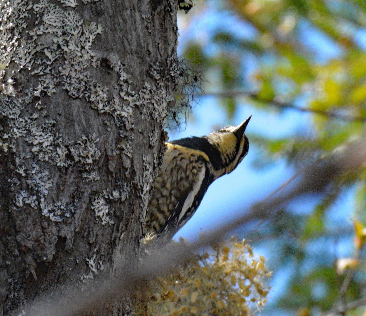 Yellow-bellied Sapsucker - ML657349052
