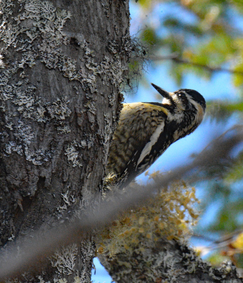 Yellow-bellied Sapsucker - ML657349053