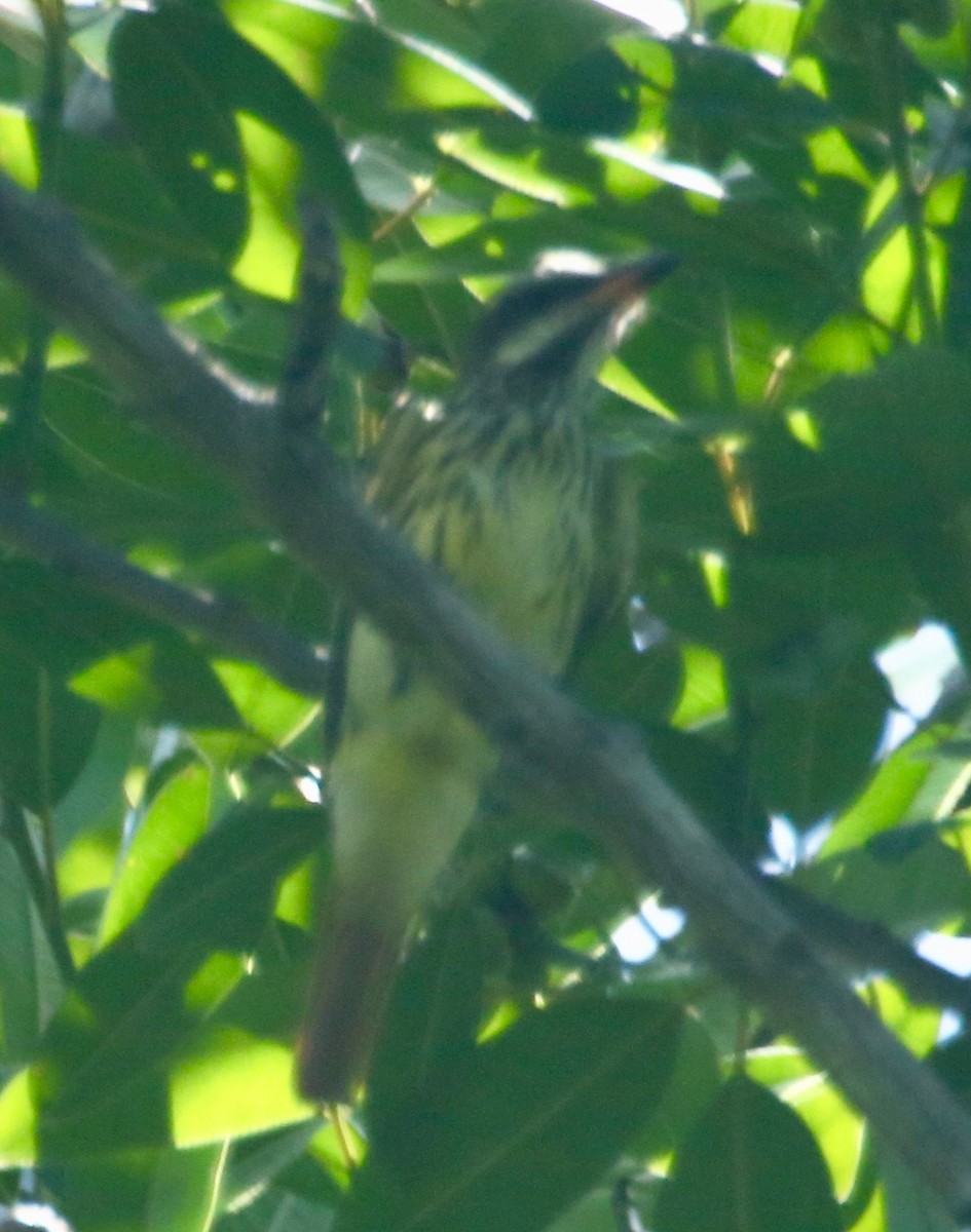 Streaked Flycatcher - Randy Bumbury