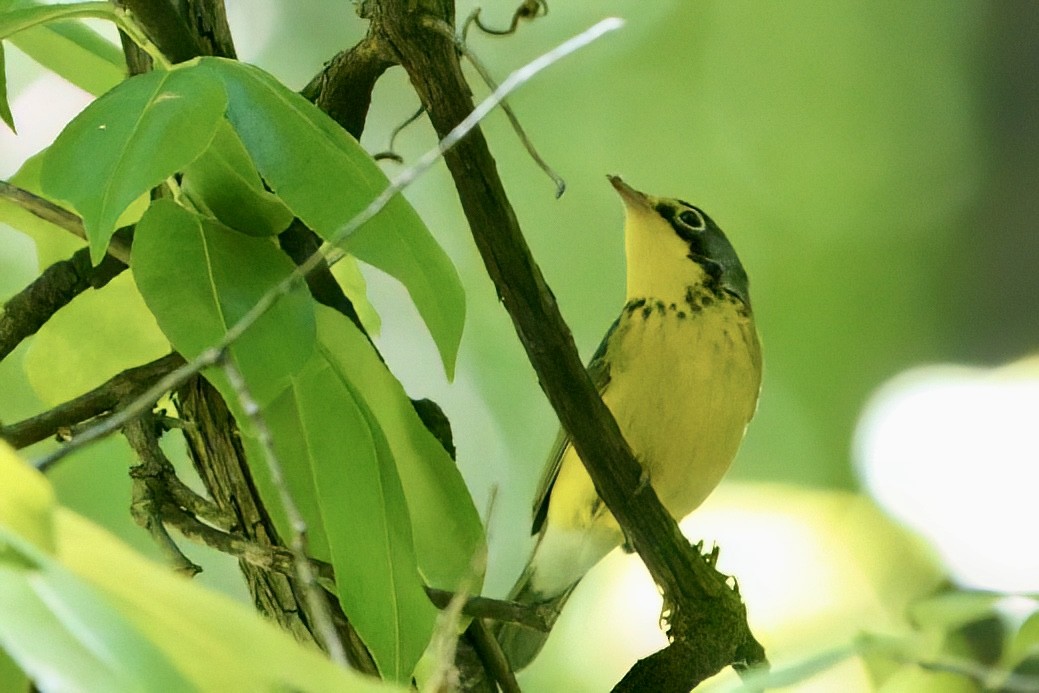 Canada Warbler - ML657349571