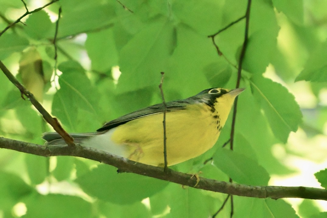 Canada Warbler - ML657349572
