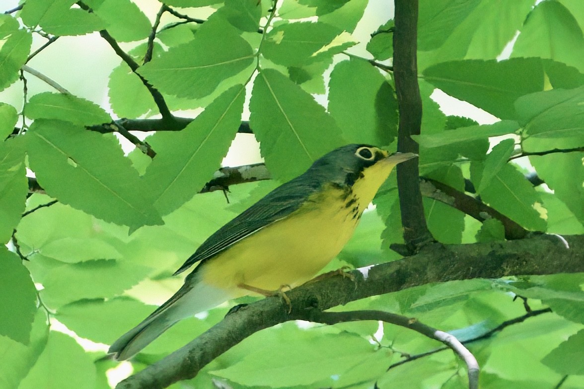 Canada Warbler - ML657349573
