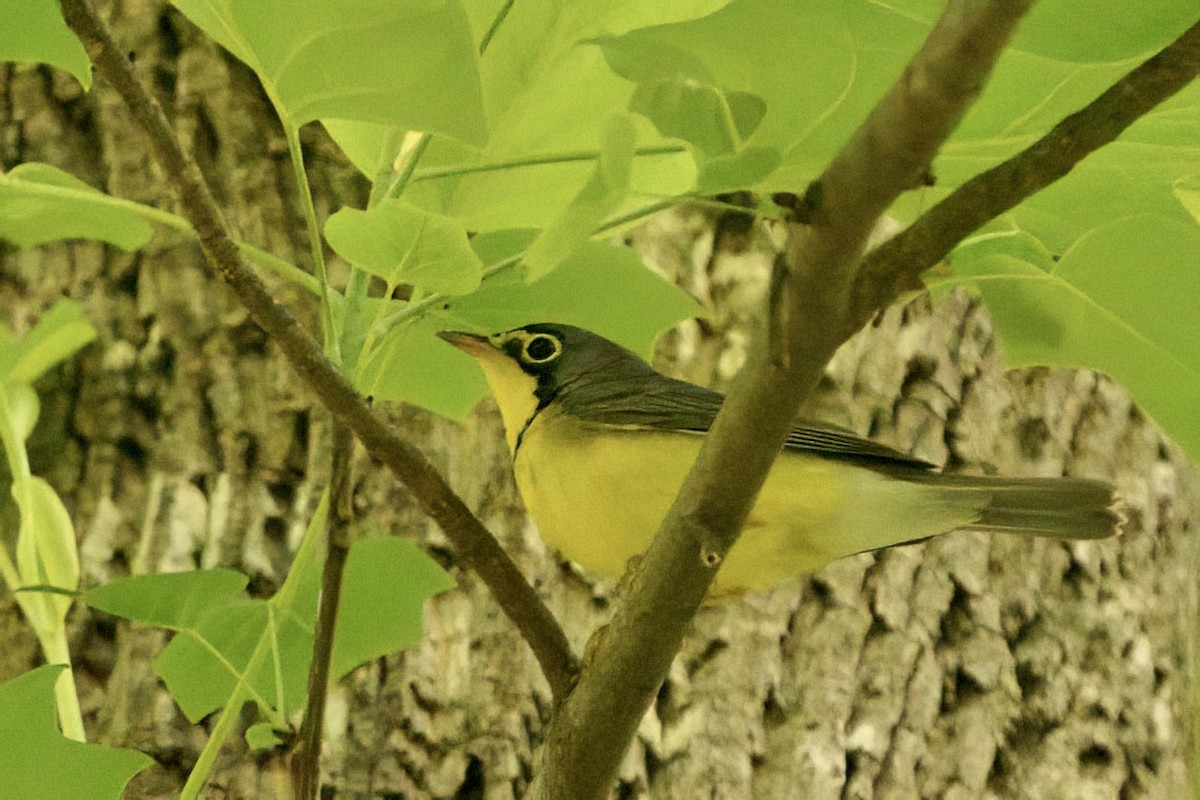 Canada Warbler - ML657349574