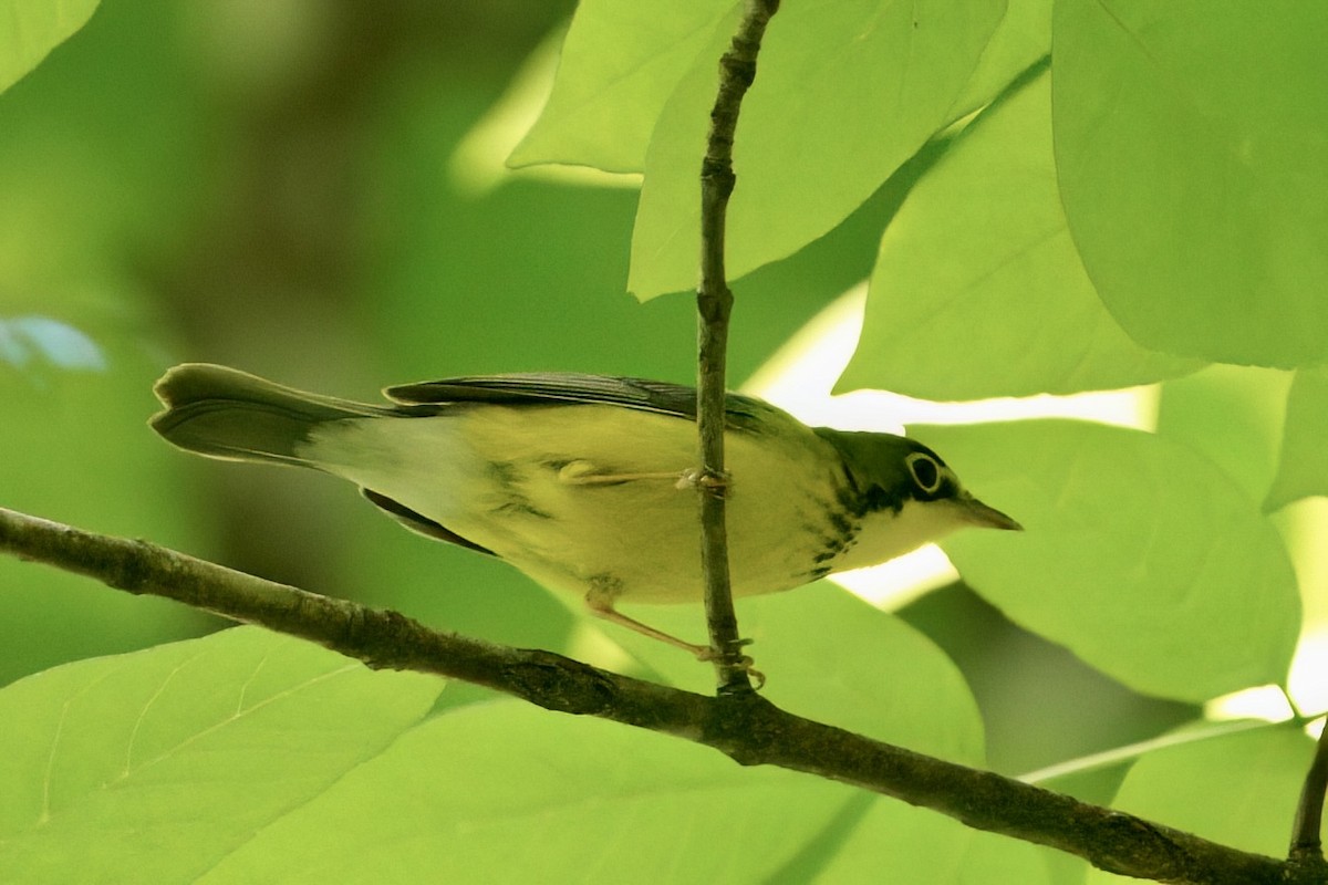 Canada Warbler - ML657349575
