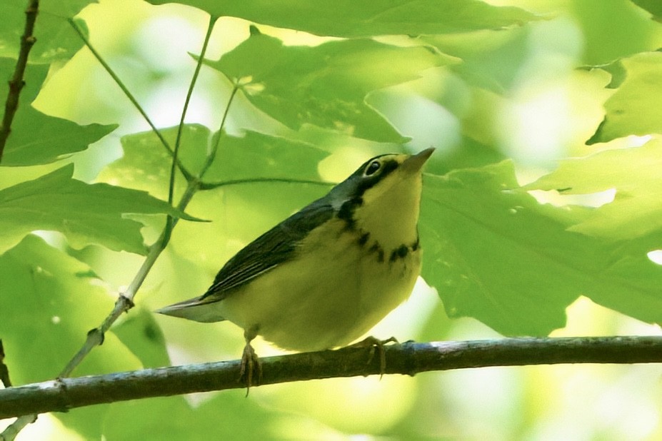 Canada Warbler - ML657349576