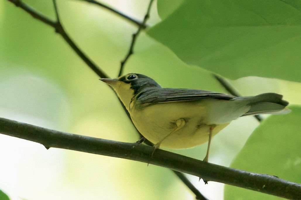 Canada Warbler - ML657349577