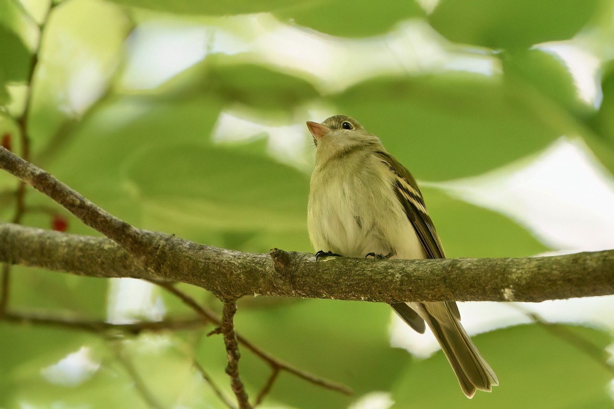Acadian Flycatcher - ML657349591
